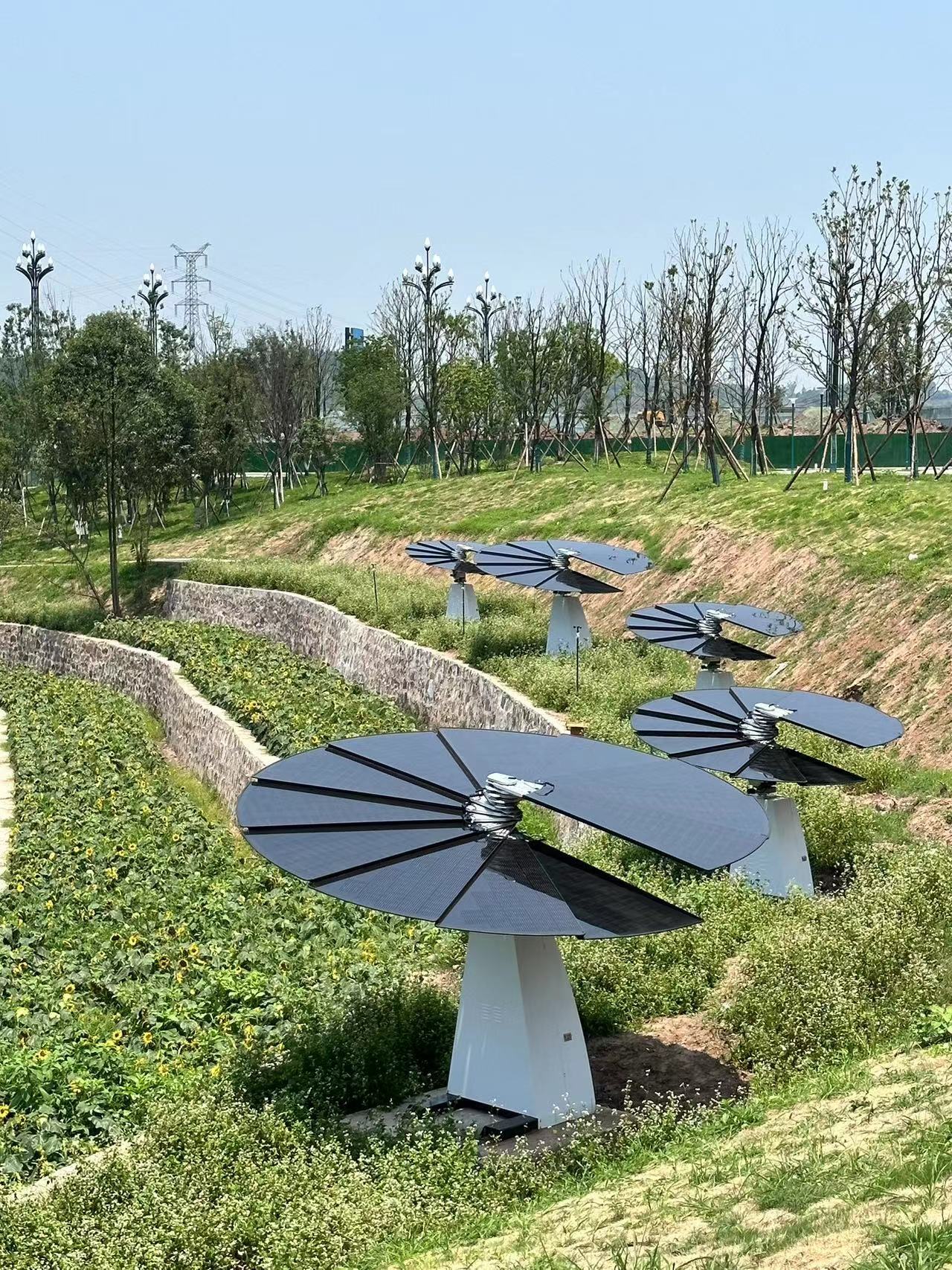 sunflower farm 1